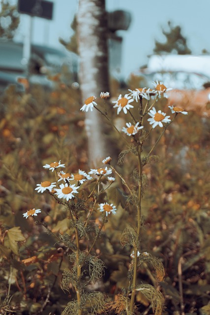 Free Flowers Daisy photo and picture