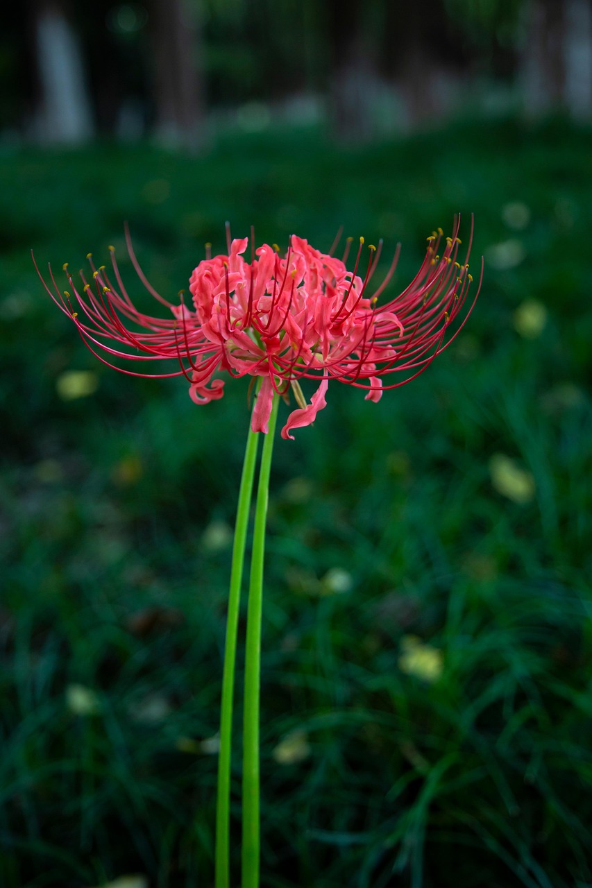 Red Spider Lily Kvet Cervena Fotografie Zdarma Na Pixabay