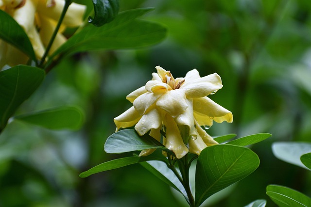 Gardenia, Bloem, Gele Bloem