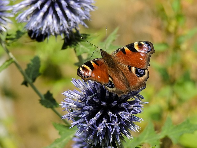 Free Butterfly Flower photo and picture