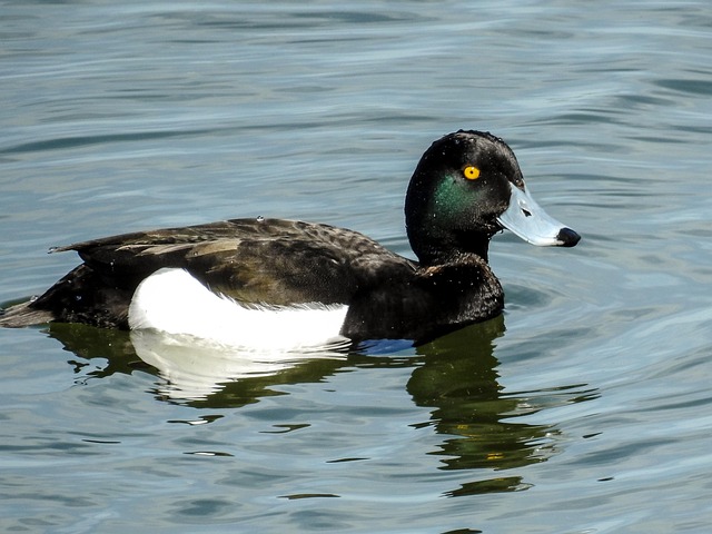 Free Duck Bird photo and picture