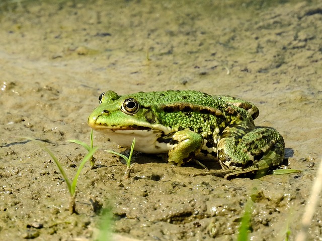 Free Frog Animal photo and picture