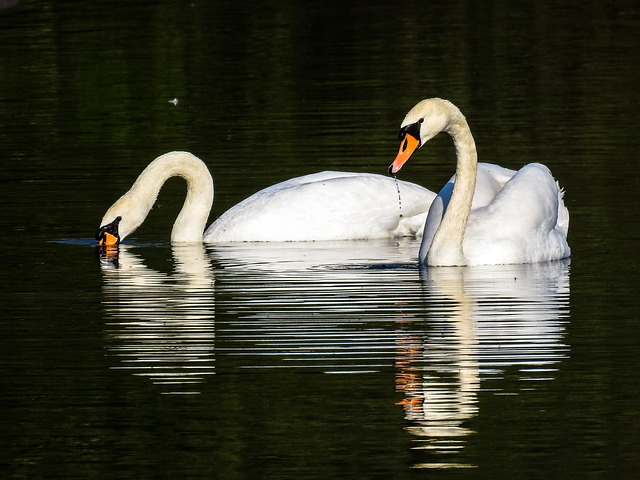 Free Swans Birds photo and picture