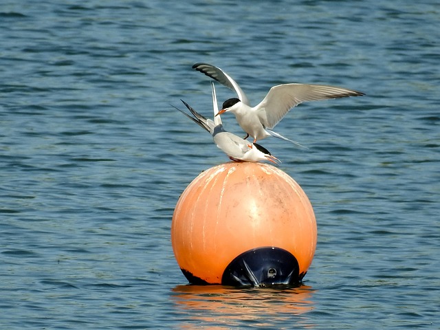 Free Terns Birds photo and picture