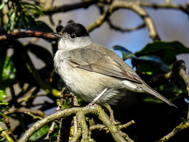 Free Warbler Bird photo and picture