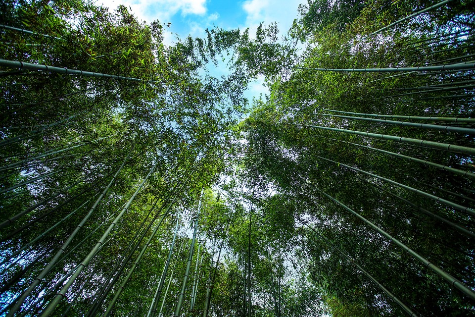 竹林 竹子 植物 - Pixabay上的免费照片 - Pixabay