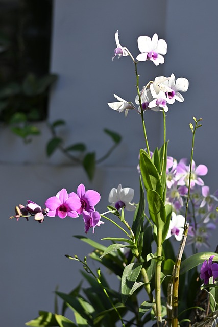 Free Orchids Flowers photo and picture