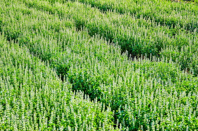Free Nature Field photo and picture