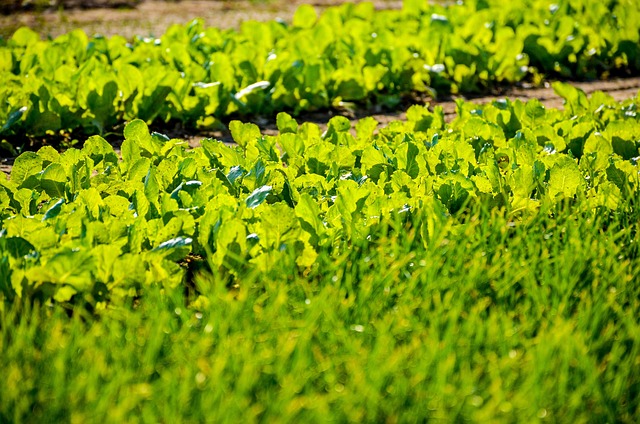 Free Lettuce Agriculture photo and picture