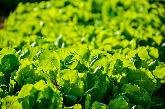 Free Lettuce Plants photo and picture