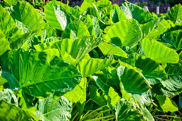 Free Lettuce Agriculture photo and picture