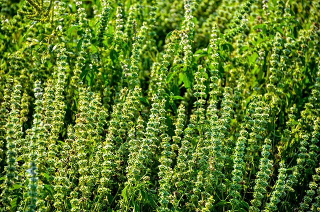 Free Nature Outdoors photo and picture