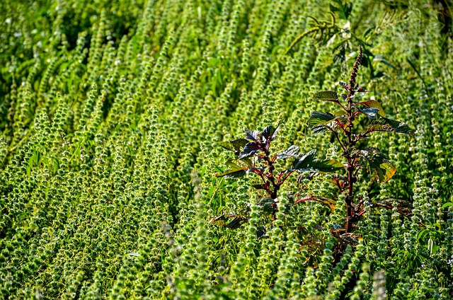 Free Nature Field photo and picture
