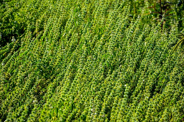 Free Nature Field photo and picture