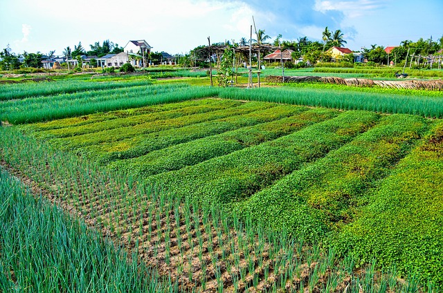 Free Agriculture Plantation photo and picture