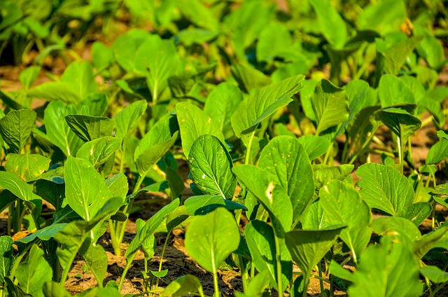 Free Agriculture Farming photo and picture