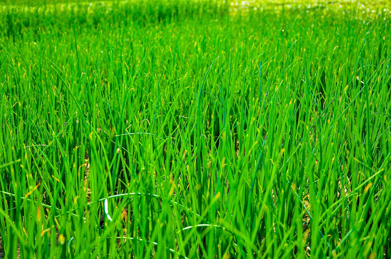 Scallion Tree 100+ Free Scallion & Nature Images - Pixabay