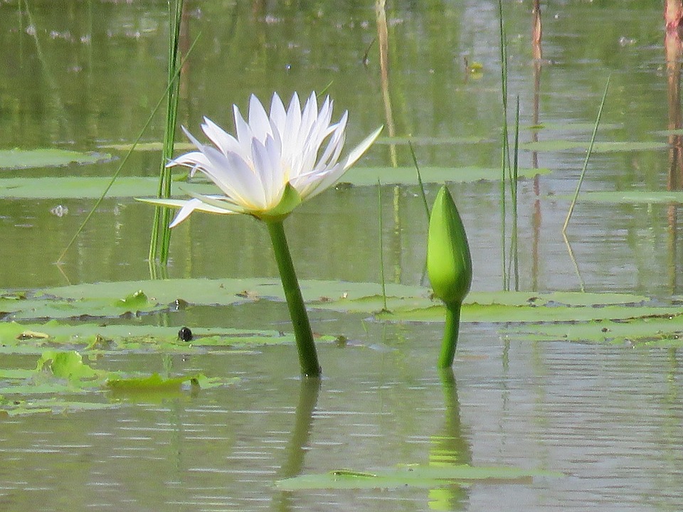 Lotus Blanche - Photo gratuite sur Pixabay - Pixabay