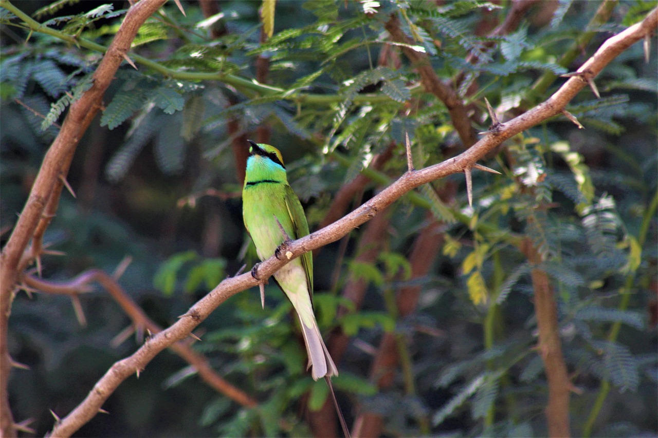 Coraciiformes Oiseau Magnifique - Photo gratuite sur Pixabay - Pixabay