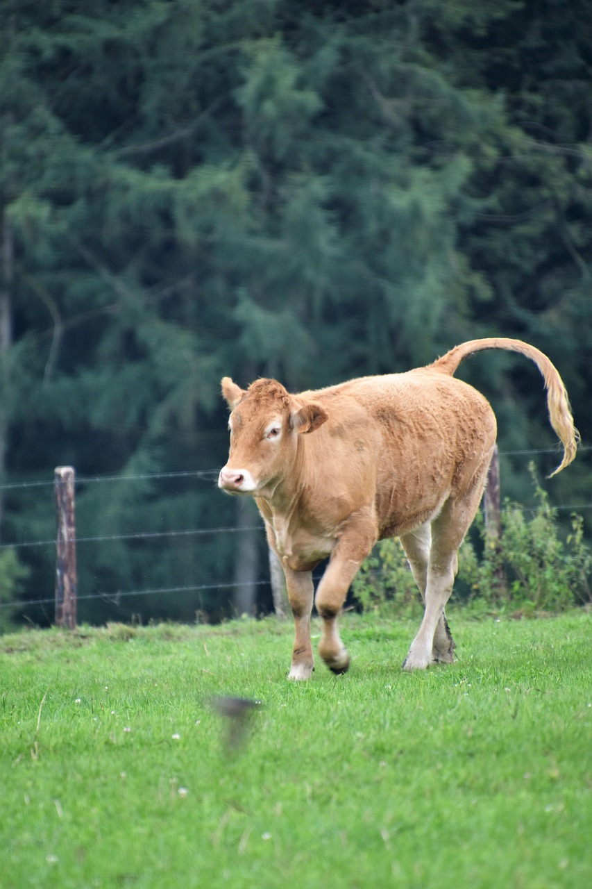 Cow Cattle Livestock - Free photo on Pixabay - Pixabay