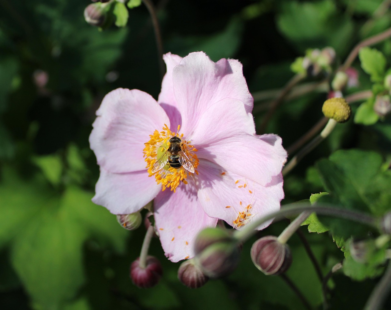 Inect Pollination Bee Insect Pollinate - Free photo on Pixabay