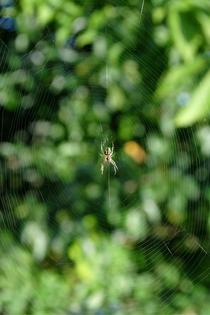 Free Spider Arachnid photo and picture