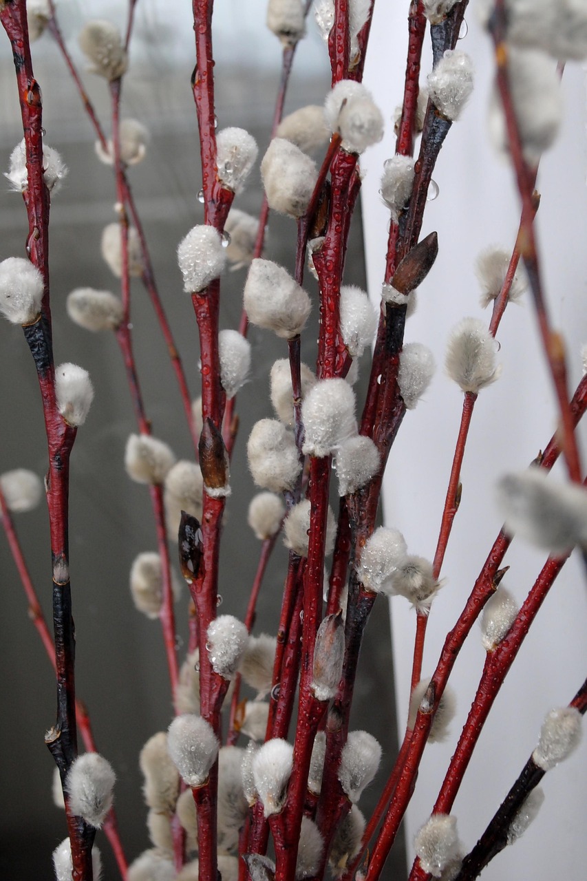 Download free HD stock image of Willow Branch Free Willow Branch photo and picture