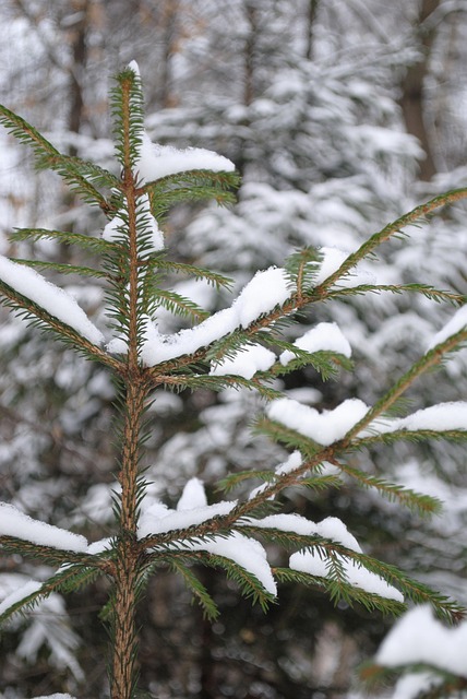 Free Spruce Branches photo and picture