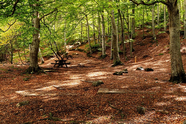 Free Forest Wilderness photo and picture