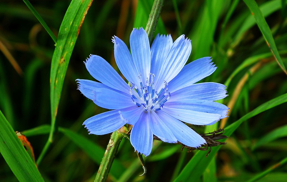 Chicory Flower Blue - Free photo on Pixabay