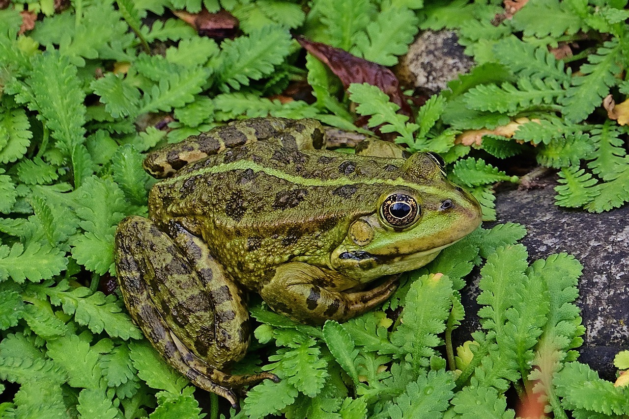 Frog - free online jigsaw puzzle photo