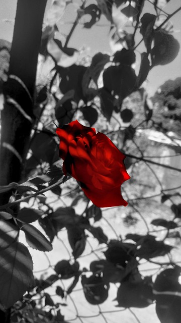 Rød Rose, Rød, Rose, Blomst, Have, Flora