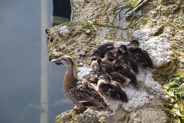 Free Duck Ducklings photo and picture