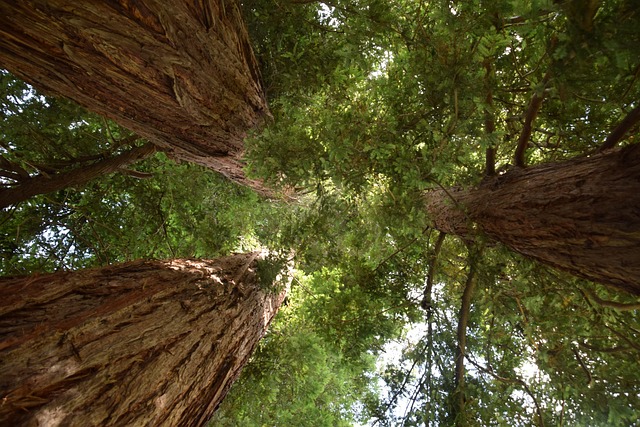 Free Trees Leaves photo and picture