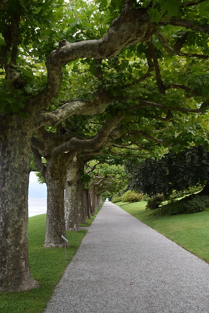 Free Italy Nature photo and picture