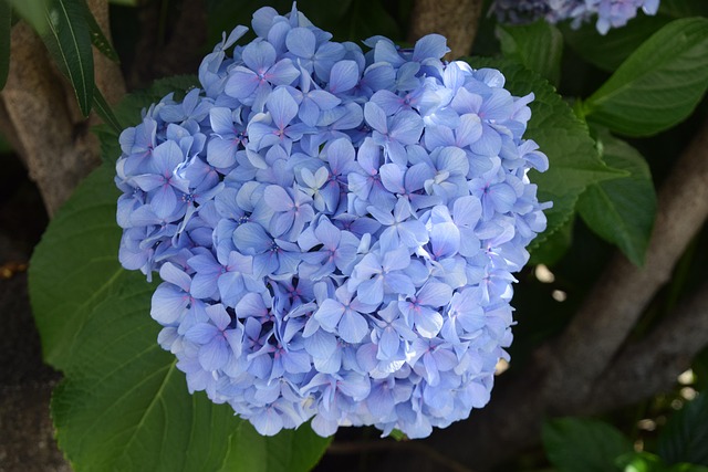 Free Hydrangea Flowers photo and picture