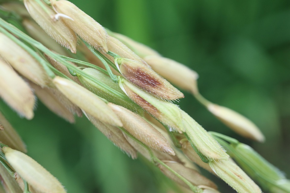 Seed Rice Grains - Free photo on Pixabay - Pixabay