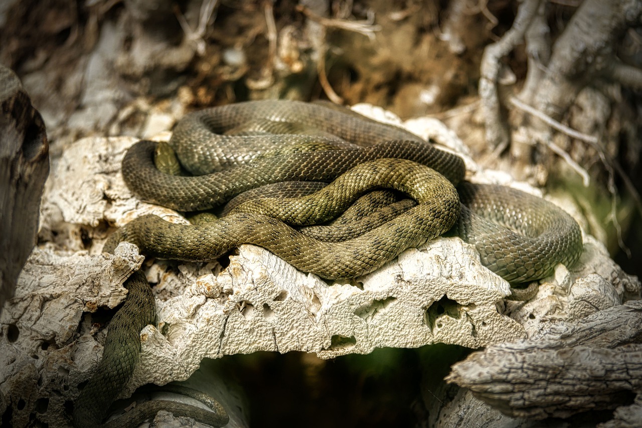 Python Snake Reptile - Free photo on Pixabay - Pixabay