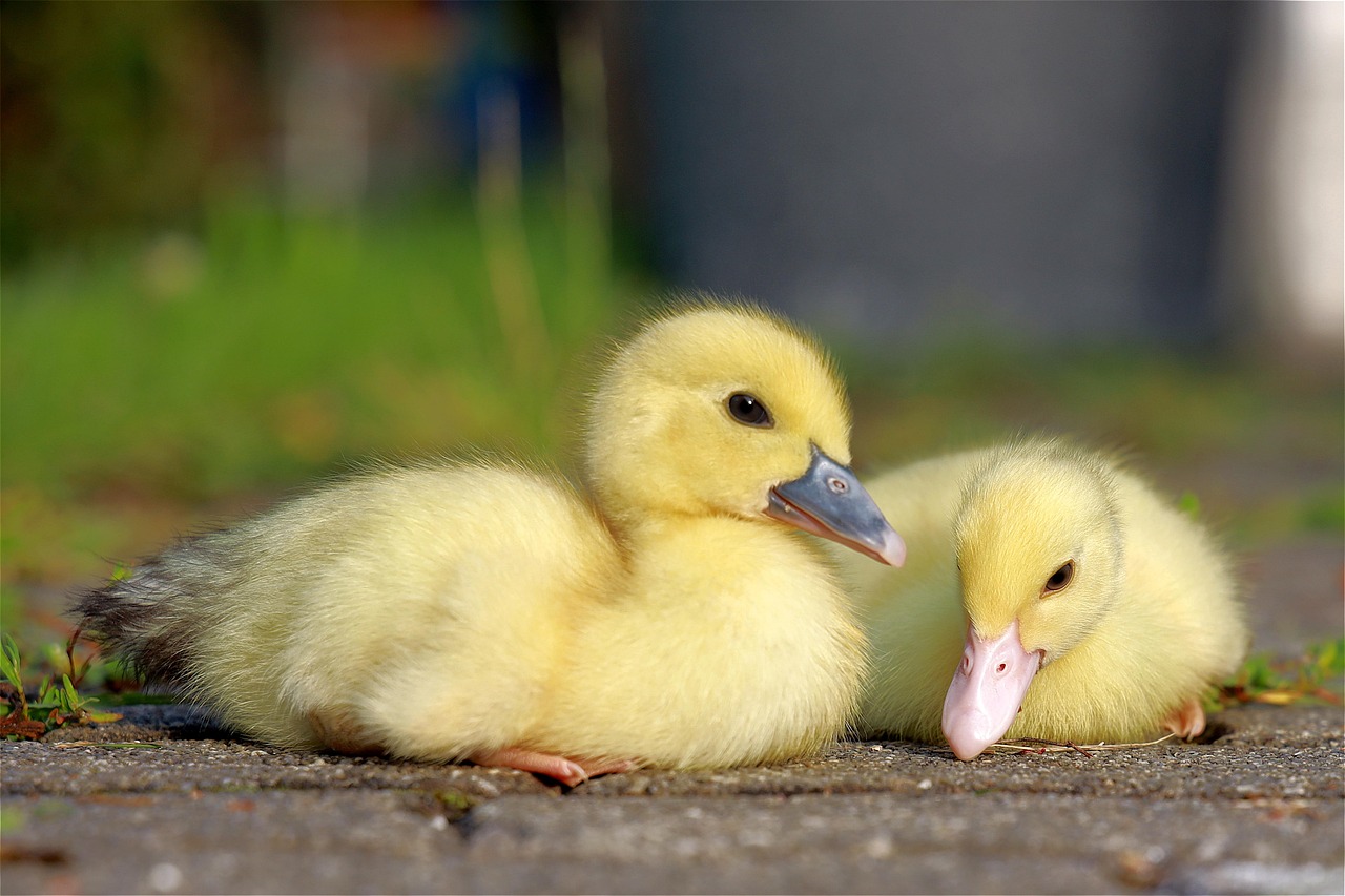 Canetons Des Oiseaux Animaux Photo Gratuite Sur Pixabay Pixabay Canetons Des Oiseaux Animaux Photo Gratuite Sur Pixabay Pixabay