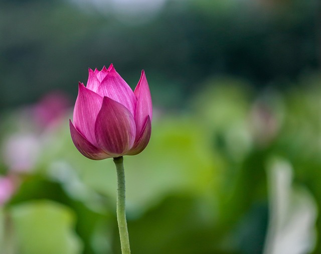 Lotus, Blume, Lotusblume, Pinke Blume