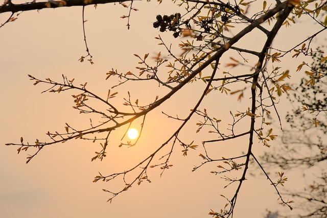 Free Sunset Sun photo and picture