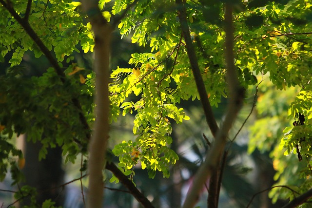 Free Tree Sunshine photo and picture