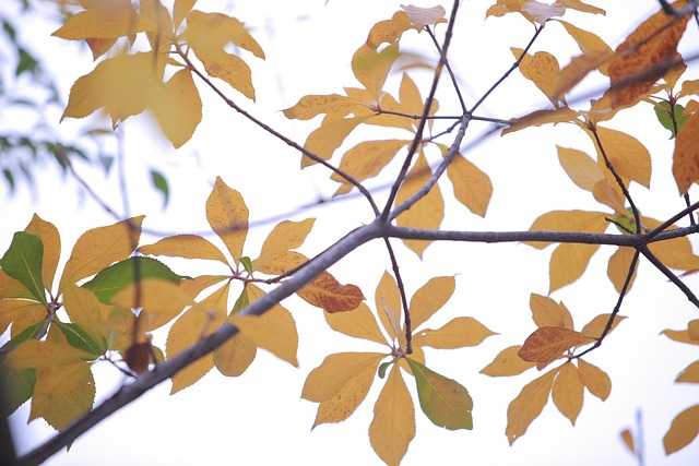 Free Tree Fall photo and picture