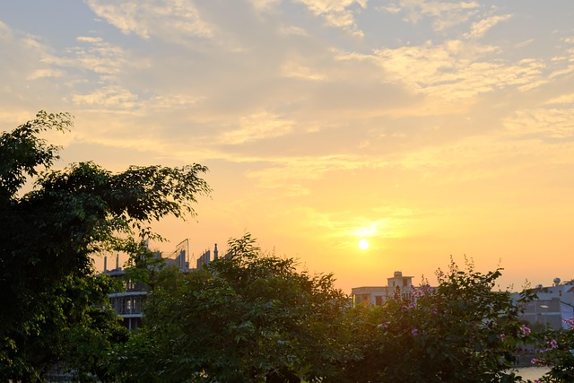 Free Sunset Tree photo and picture