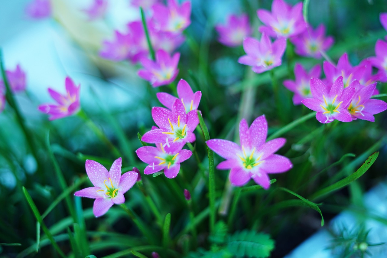Crocuses Flowers Garden Pink - Free photo on Pixabay - Pixabay