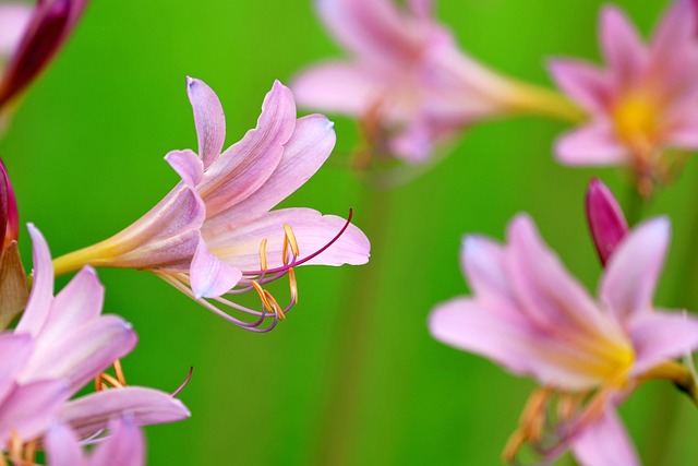 Download free HD stock image of Daylilies Pink Flowers Free Daylilies Pink Flowers photo and picture