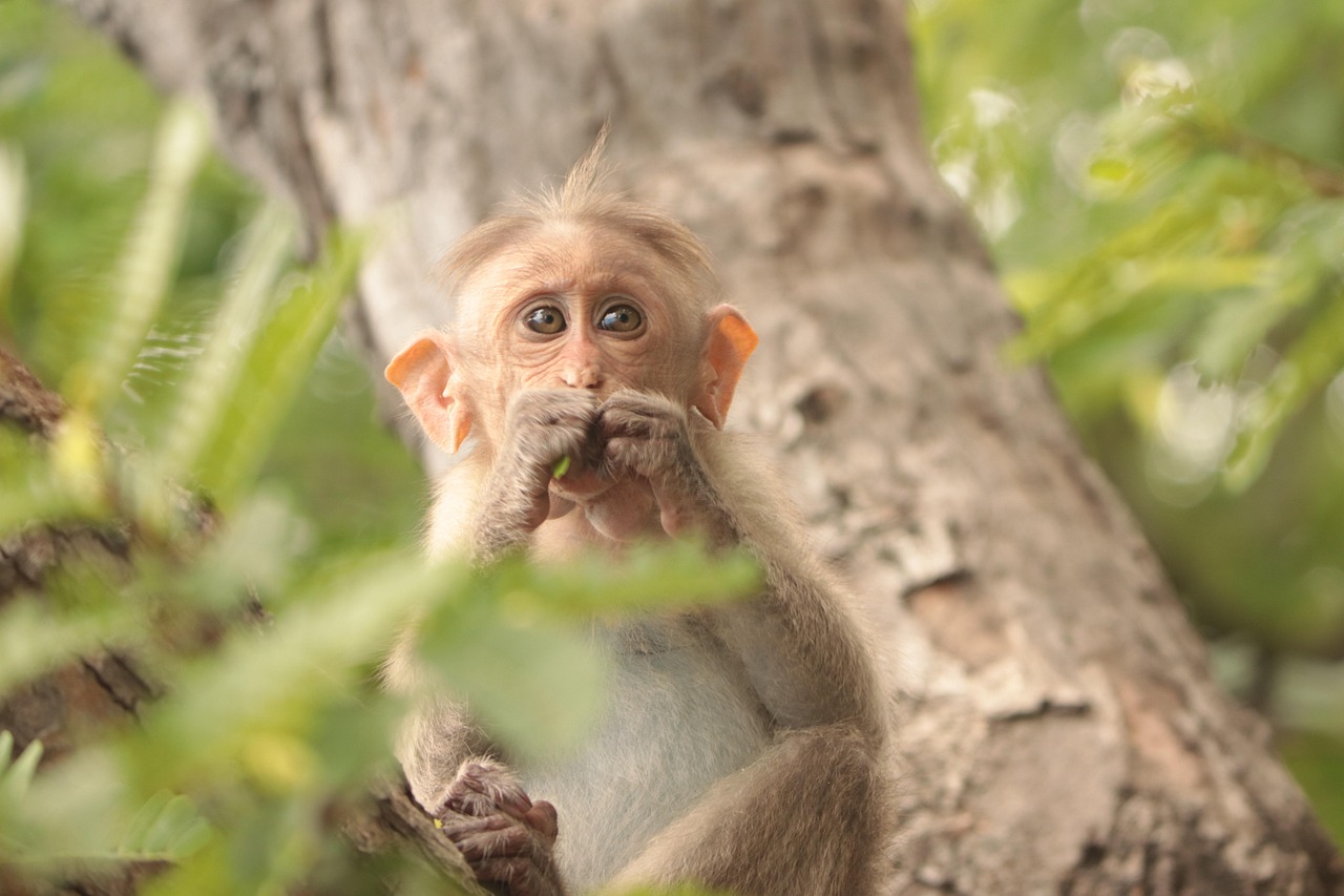 Monkey Primate Animal - Free photo on Pixabay - Pixabay