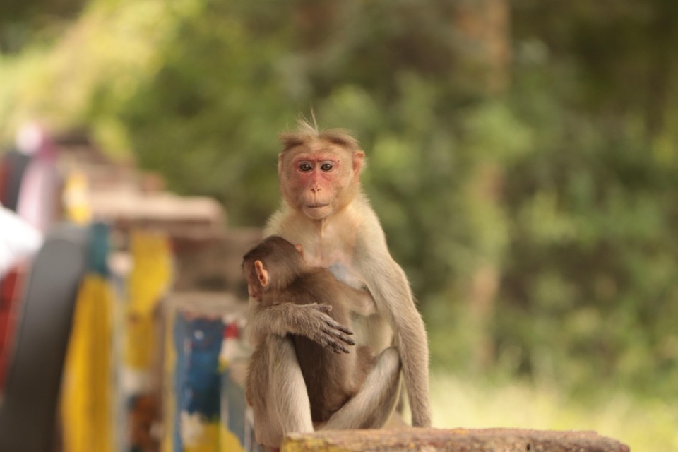 Monkeys Primates Wildlife - Free photo on Pixabay - Pixabay