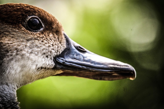 Free Duck Bird photo and picture