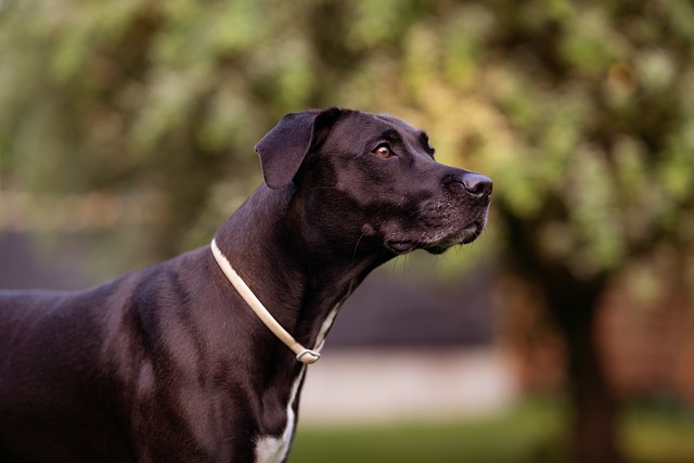 Hund, Kæledyr, Hunde, Dyr, At Lyve, Pels